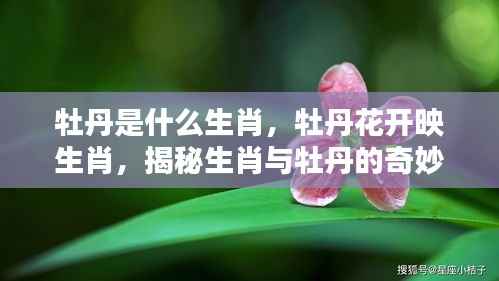 群雌粥粥 第4页